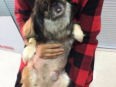 -瑞派福兴宠物医院犬猫全科·骨科·中西医结合(河东店)