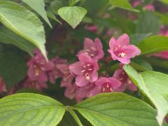 -黑龙江省森林植物园