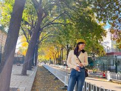 -三里屯东五街银杏大道
