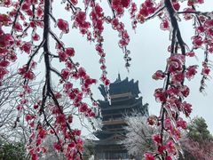 -杭州半山国家森林公园