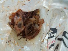 -水一方现烤鱿鱼丝大连特产(高新苏宁百货店)
