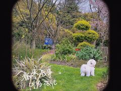 -翊宠yipet猫狗购宠庄园犬舍•猫舍