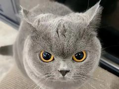-创凡宠物医院·骨专科  猫科中心(西乡分院)