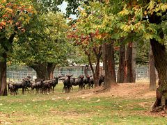 景点-西安秦岭野生动物园