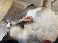 -楼上猫咖(罗湖店)