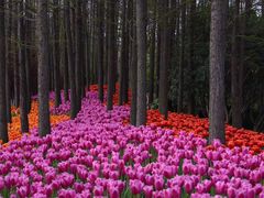-大宁郁金香公园-停车场