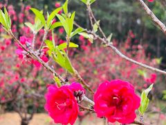 -南国桃园旅游度假区