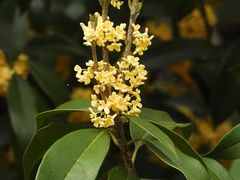 -大唐贡茶院