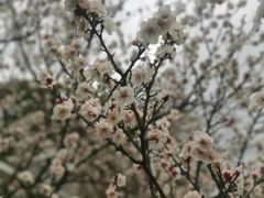 -无锡梅园公园