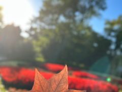 -上海共青森林公园