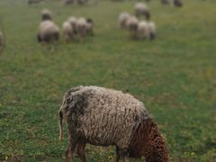 -巴尔多国家博物馆