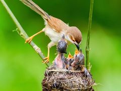 -梧桐山风景名胜区