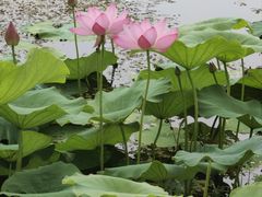 -洪湖生态旅游区