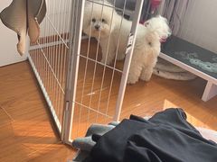-喜多萌中农锦绣动物医院24H·猫科·牙科MRI·CT