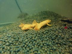 -中环花鸟鱼虫市场