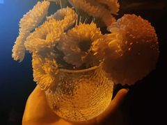 -循礼门鲜花花市(武汉循礼门店)