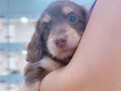 -萌宠之家·腊肠犬·马尔泰·小体犬舍