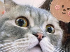 -猫咪派对(江南西店)
