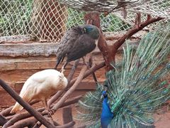 -海南热带野生动植物园