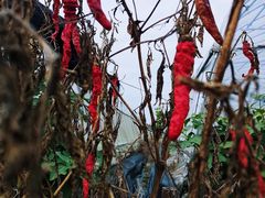 -菊园百果园