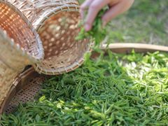 -龙坞茶村