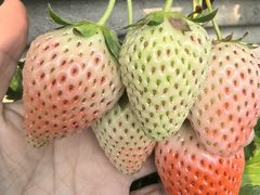 -大自然农场蔬菜草莓采摘园