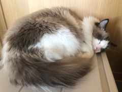 -CAT’S MEWSTAR CAFE·喵星球猫屋(晴湾咖啡店)