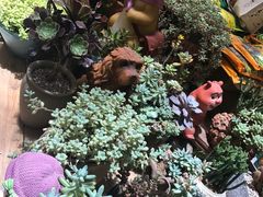 -双季花艺园艺市场(浦东店)