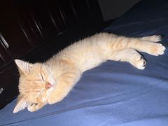 -老吴的猫·猫舍(新区店)