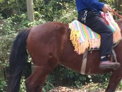 -铁山坪森林公园