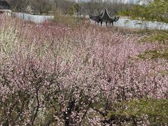 -苏州上方山国家森林公园