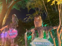 -广州长隆国际大马戏