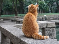 -西园寺