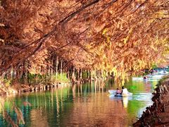 -上海海湾国家森林公园