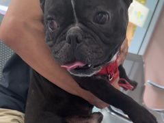 -天使宠物医院·犬猫分诊(彩虹店)