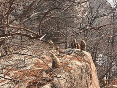 -崂山巨峰游览区