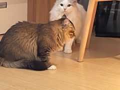 -lincat·猫舍(广州店)