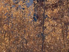 -天津东丽湖风景区