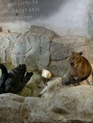 -Zoolung Zoolung动物主题公园(海信广场店)