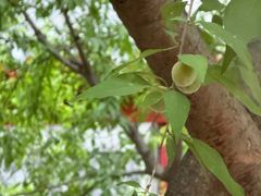 -春风习习