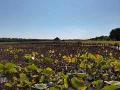 -西青郊野公园