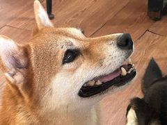 -柴犬高等学院·狗咖·柴犬售卖·宠物训练