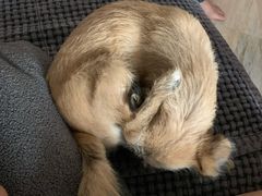 -PETKIT 小佩宠物·低压洗护·美容·寄养(安远店)