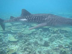 -中央格兰德岛温泉度假酒店 - 全包