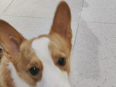 -FAELING PETS美天灵宠物(富力广场店)