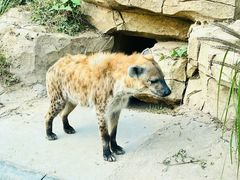 -北京野生动物园