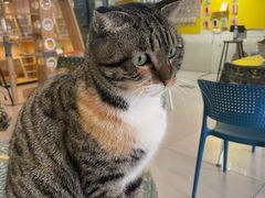 -平行世界·猫咖(首经贸店)