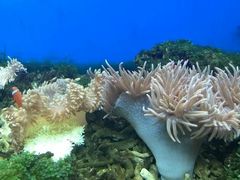 -御唐府海珊瑚主题餐厅