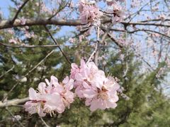 -桃花堤公园
