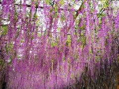-天适樱花悠乐园